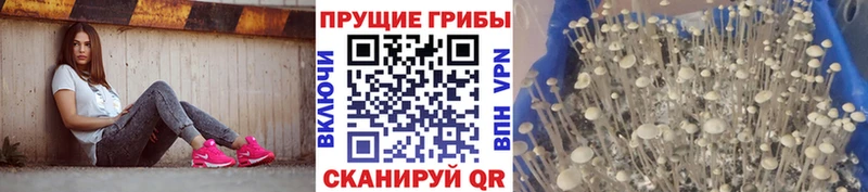 Галлюциногенные грибы Cubensis  купить наркоту  Алушта 